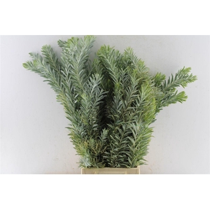Acacia Luna D'argento
