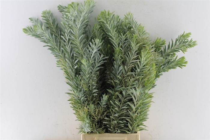 <h4>Acacia Luna D'argento</h4>