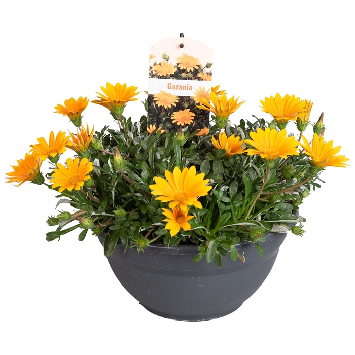 <h4>Gazania Jupiter Orange</h4>