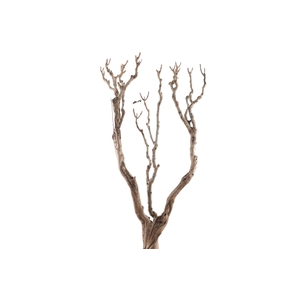Syringa Branch Super Wittmer