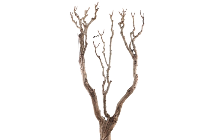 <h4>Syringa Branch Super Wittmer</h4>
