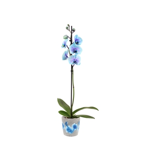 Fiore Blue Phal I Am Blue Lagoon 1T9+ (24 uur levertijd)