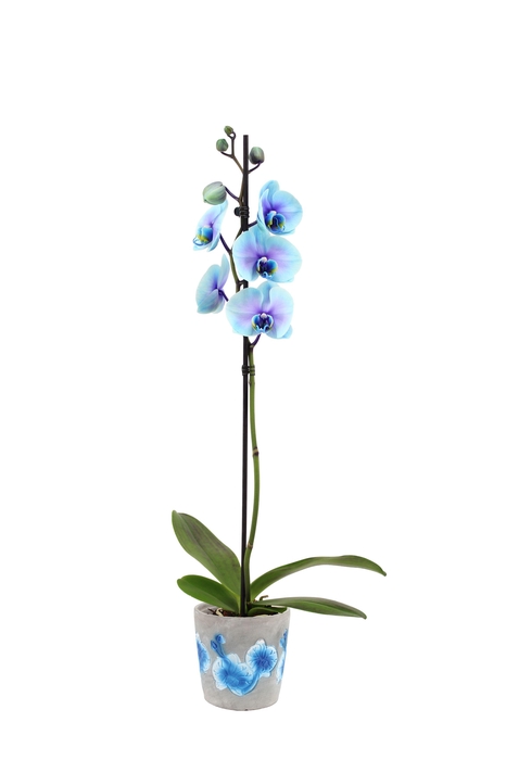 <h4>Fiore Blue Phal I Am Blue Lagoon 1T9+ (24 uur levertijd)</h4>