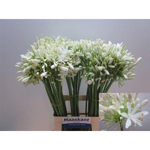 Agap Umbellatus Albu