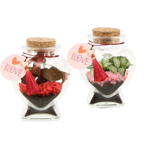 21795: Lovess terrarium