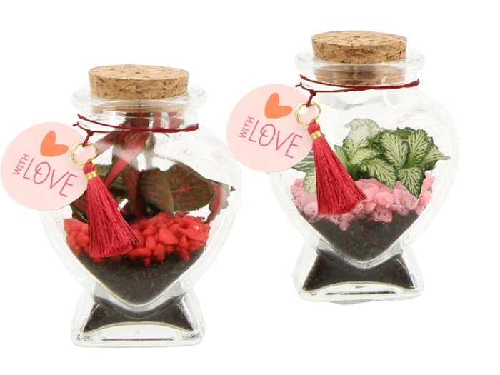 <h4>21795: Lovess terrarium</h4>
