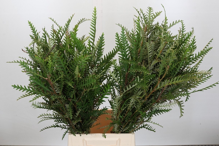 <h4>Grevillea Ivanhoe Vertakt</h4>