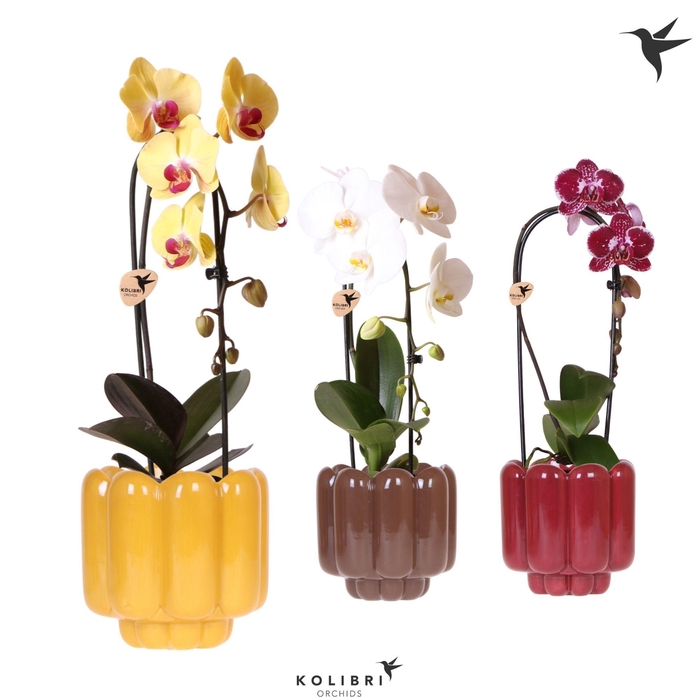 <h4>Kolibri Orchids Phalaenopsis Cascade Niagara Fall mix 1 spike in Retro pot yellow mix</h4>