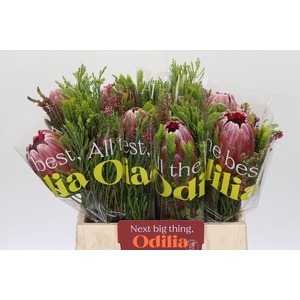 BQ Protea Pink Ice SFB