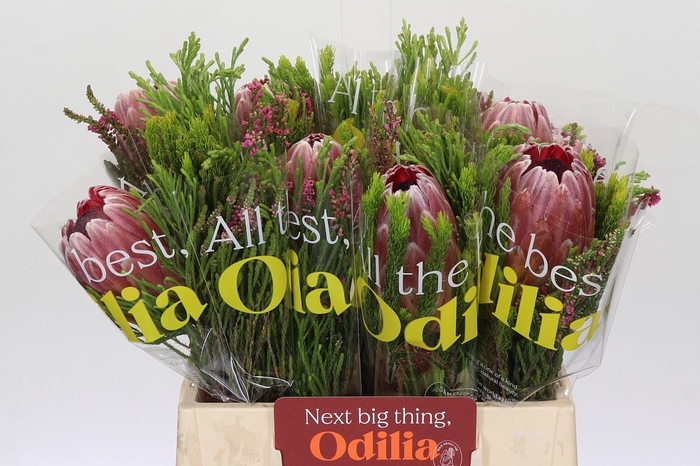 <h4>BQ Protea Pink Ice SFB</h4>