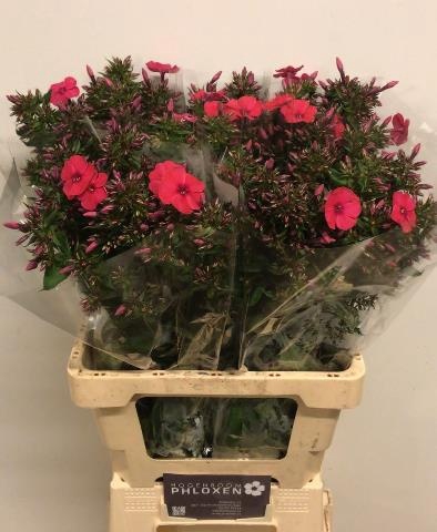 <h4>PHLOX P TRACY</h4>