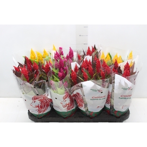 CELOSIA P14 VARIADO