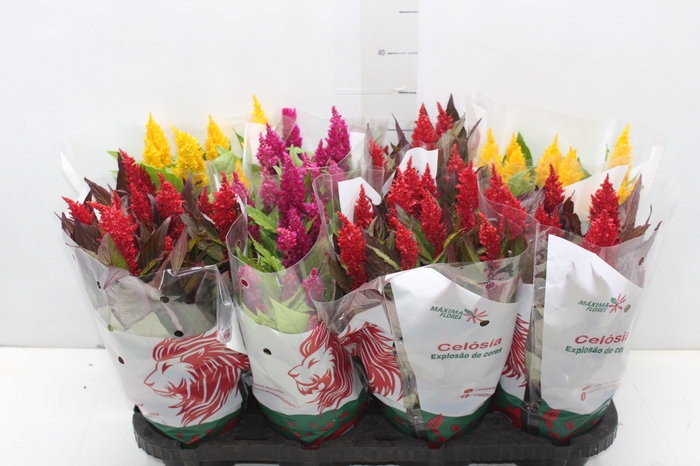 <h4>CELOSIA P14 VARIADO</h4>