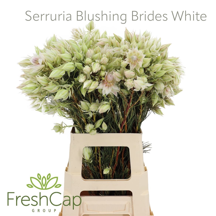 <h4>Serruria Blushing Brides White 10+ Flwrs</h4>
