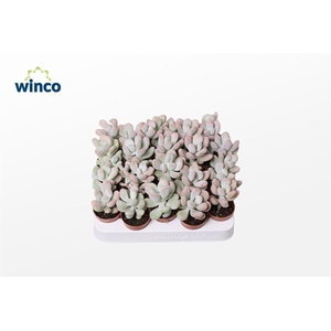 Pachyphytum Oviferum