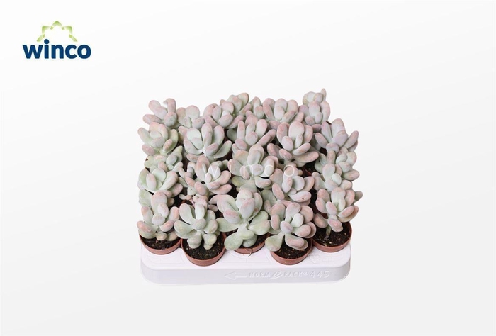 <h4>Pachyphytum Oviferum</h4>