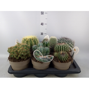 Cactus   ...mix