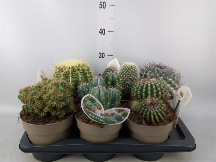 <h4>Cactus   ...mix</h4>