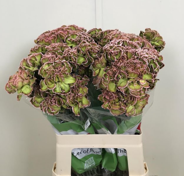 Di St Tinted Hortensia