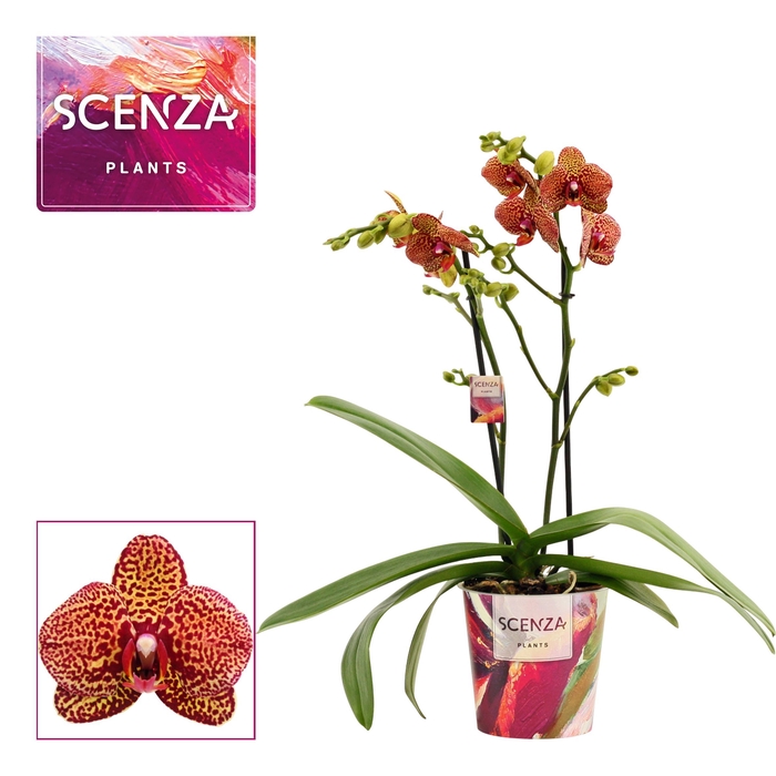 <h4>Phalaenopsis multiflora 2 tak Yellow leopard (Scenza)</h4>