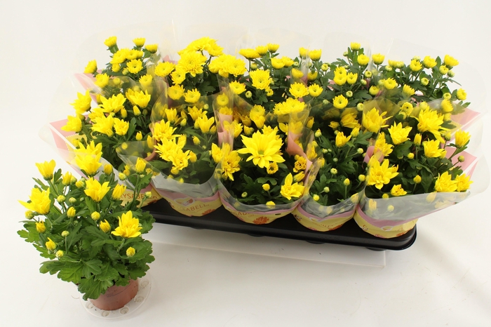 <h4>CHRYS ART SPIDERMAN</h4>