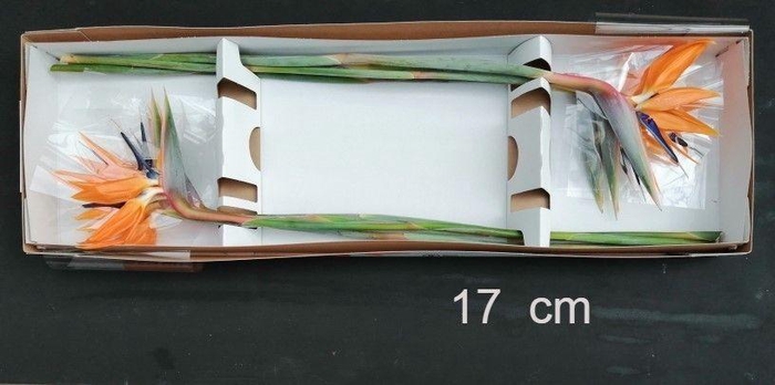 <h4>STREL REGINAE BLOEM</h4>