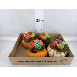Cucurbita