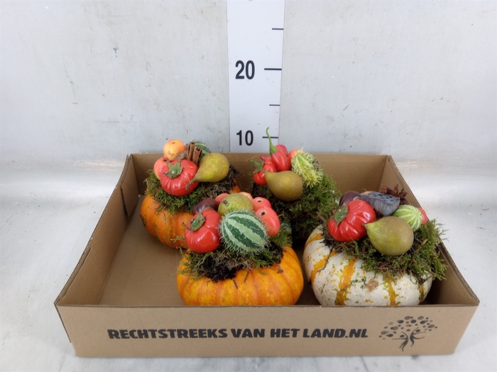 <h4>Cucurbita</h4>