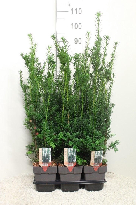 <h4>Taxus baccata 'Hicksii' P17 (potgekweekt)</h4>