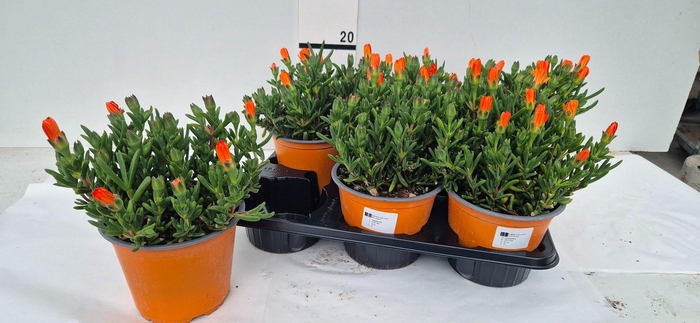 <h4>LAMPRANTHUS ROSEUS</h4>