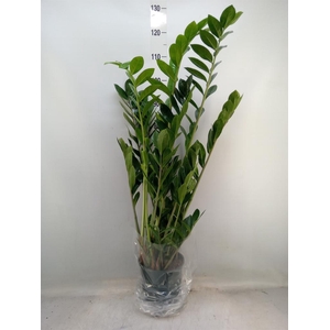 Zamioculcas zamiifolia