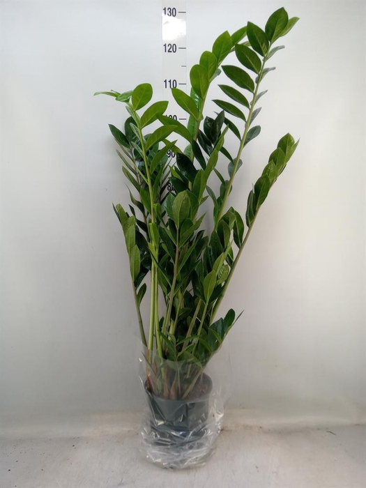 <h4>Zamioculcas zamiifolia</h4>