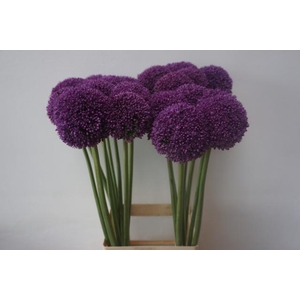 ALLIUM AMBASSADOR