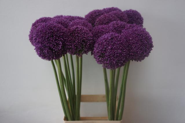 <h4>ALLIUM AMBASSADOR</h4>