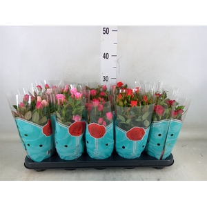 Rosa  'Star Roses'   ...mix 4