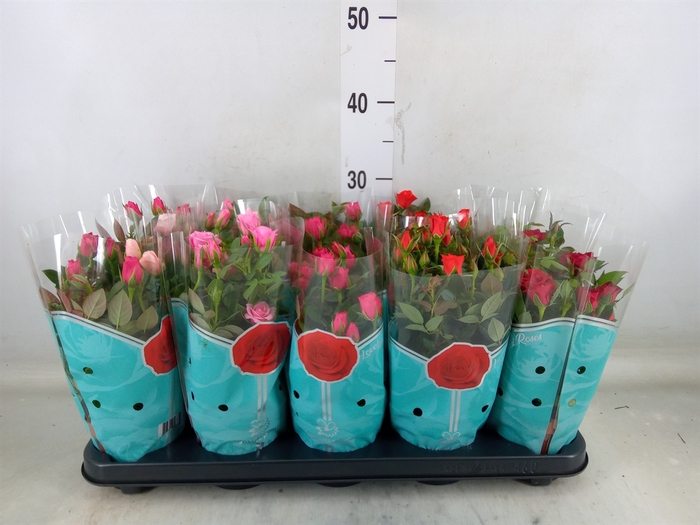 <h4>Rosa  'Star Roses'   ...mix 4</h4>