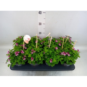 Pelargonium gran.   ..