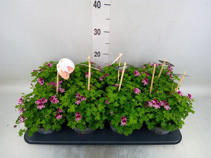 <h4>Pelargonium gran.   ..</h4>