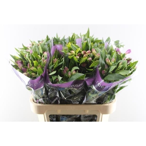 Alstr Falipo (paars)