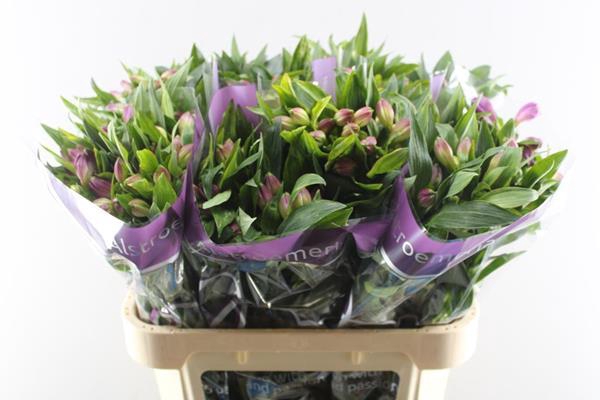 <h4>Alstr Falipo (paars)</h4>