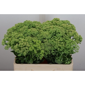 Sedum spectabile