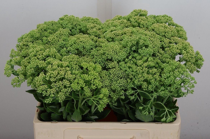 Sedum spectabile