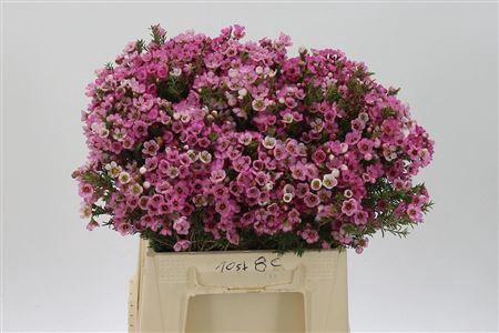 <h4>Chamelauc Sarahs Delight</h4>