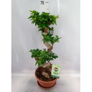 Ficus microcarpa 'Ginseng'