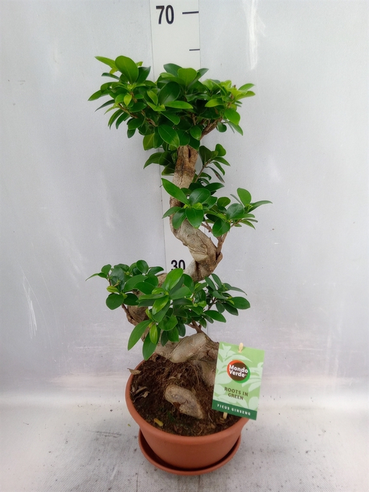 Ficus microcarpa 'Ginseng'