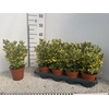 EUONYMUS JAP GEM