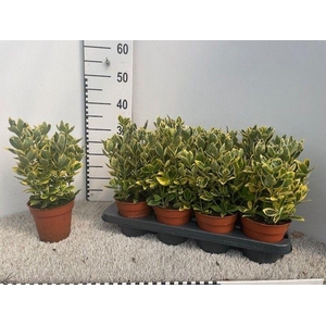 EUONYMUS JA MARIEKE