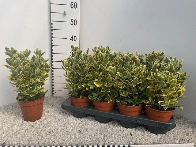 <h4>EUONYMUS JA MARIEKE</h4>