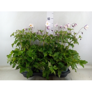 Anemone  'Wild Swan'