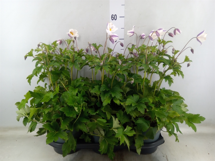 <h4>Anemone  'Wild Swan'</h4>